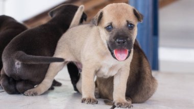 Şirin üç haftalık köpek yavrusu etrafta oynuyor.