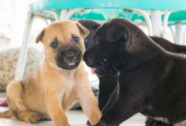 Şirin üç haftalık köpek yavrusu etrafta oynuyor.