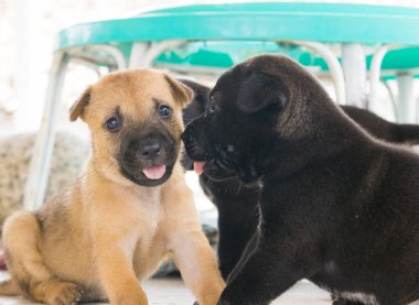 Şirin üç haftalık köpek yavrusu etrafta oynuyor.