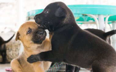 Şirin üç haftalık köpek yavrusu etrafta oynuyor.