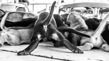 Şirin üç haftalık köpek yavrusu etrafta oynuyor.