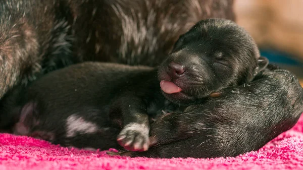 Een Week Oude Puppies Met Moederhond — Stockfoto