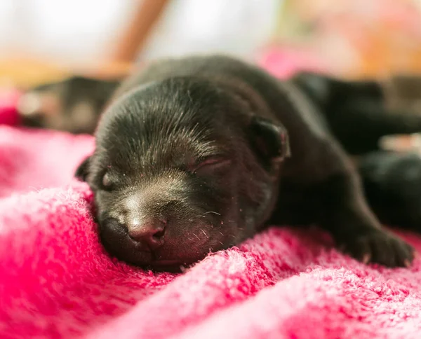 Anne köpekle bir haftalık yavrular.