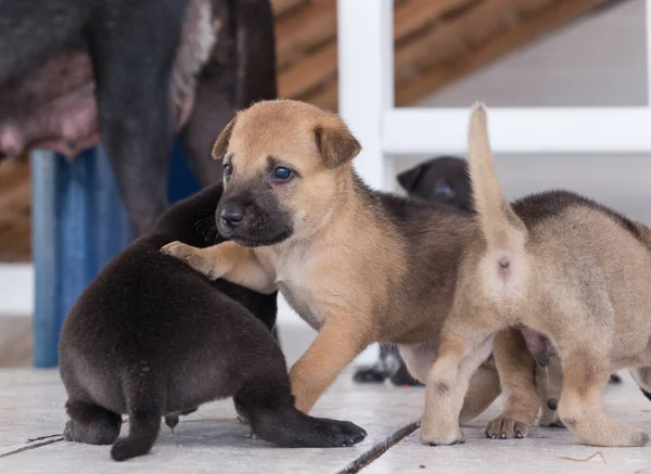 Şirin üç haftalık köpek yavrusu etrafta oynuyor.