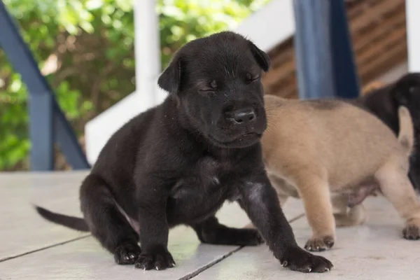 Şirin üç haftalık köpek yavrusu etrafta oynuyor.