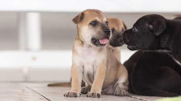 Schattig Drie Weken Oud Puppy Spelen Rond — Stockfoto