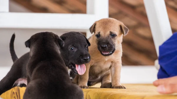 Schattig Drie Weken Oud Puppy Spelen Rond — Stockfoto