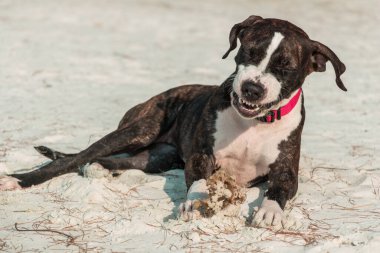 Kumsalda şirin bir Pittbull Terrier koşuyor.