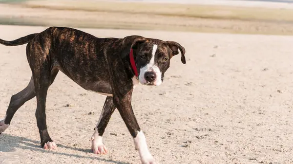 Lindo Pittbull Terrier Está Corriendo Playa —  Fotos de Stock