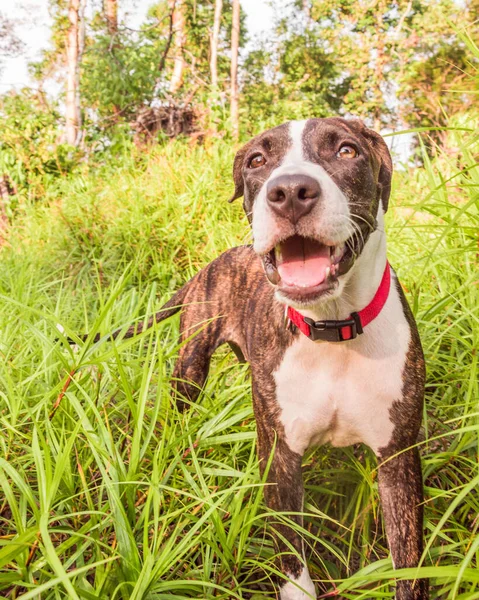 Ormanda sevimli bir Pittbull Terrier koşuyor.