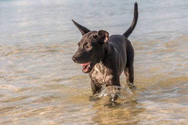 Kumsalda oynayan sevimli iki aylık yavrular.