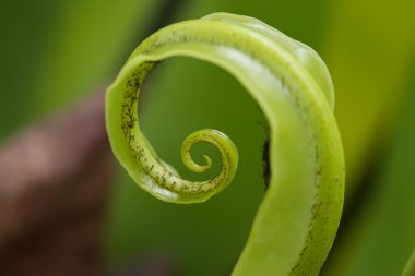 Eğrelti otu yaprağı closeup makro çekim