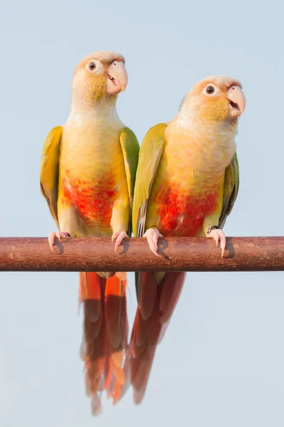 Fermer Beau Perroquet Coloré Assis Sur Rondin — Photo