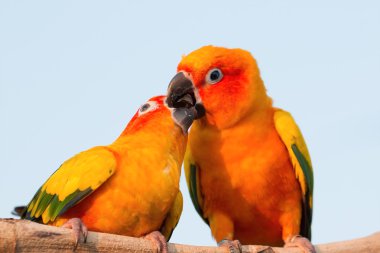 kütüğü üzerinde oturan güzel renkli papağan yakın