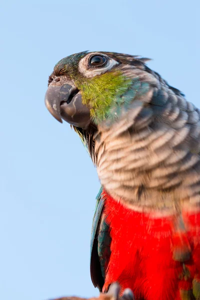 Kütüğü Üzerinde Oturan Güzel Renkli Papağan Yakın — Stok fotoğraf