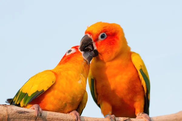 Bliska Piękna Kolorowa Papuga Siedzi Logu — Zdjęcie stockowe