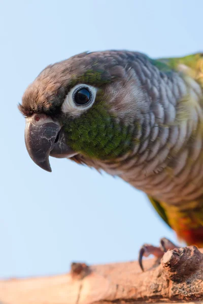 Close Belo Papagaio Colorido Sentado Log — Fotografia de Stock