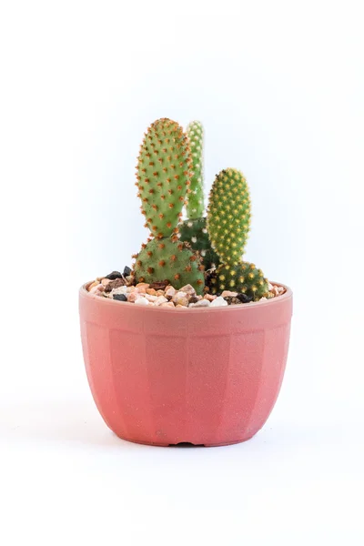 Baby Kaktusy Krásné Květináči Izolované Bílém Pozadí — Stock fotografie