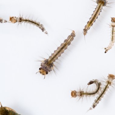 sivrisinek larva bulaşma Zika virüsü ve dang