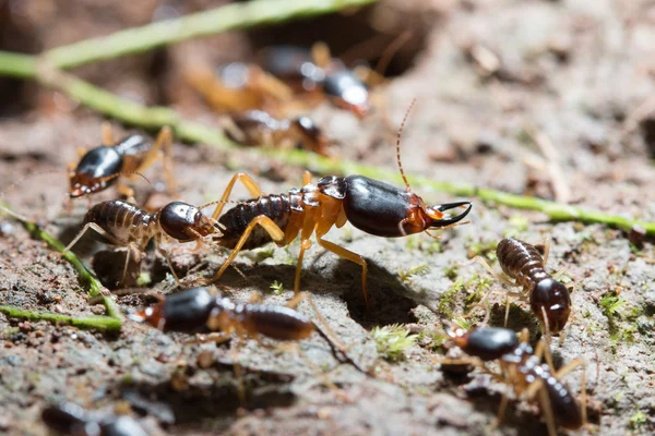 Security soldier termites — Stock Photo, Image