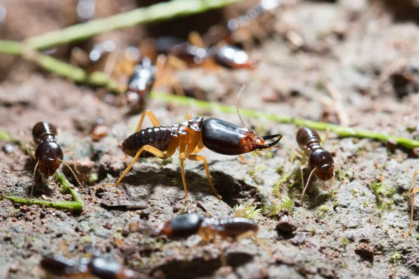 Termites soldado de segurança — Fotografia de Stock