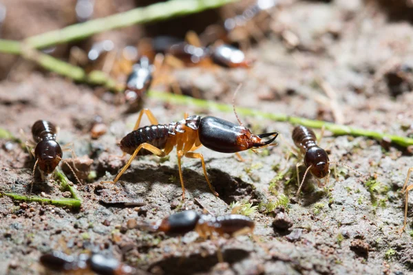 Security soldier termites — Stock Photo, Image