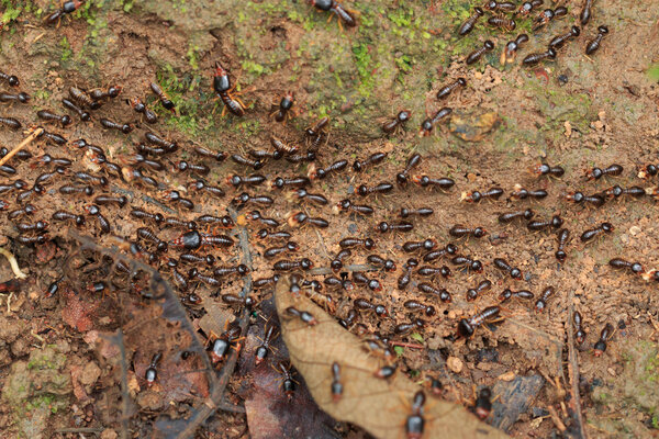 Motion of worker termites