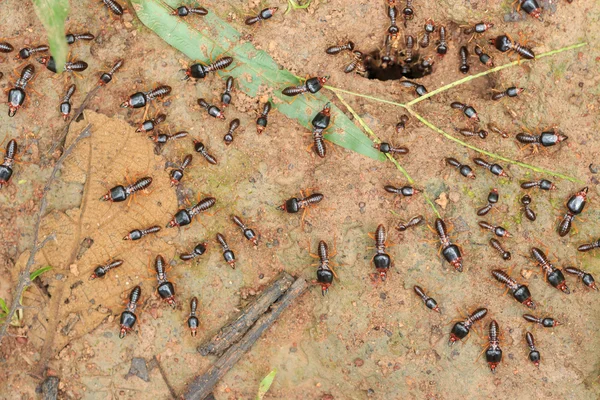 Security soldier termites — Stock Photo, Image