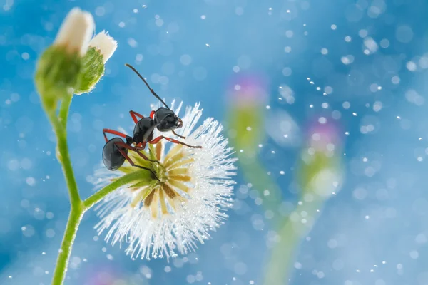Мини-одуванчик с муравьем — стоковое фото