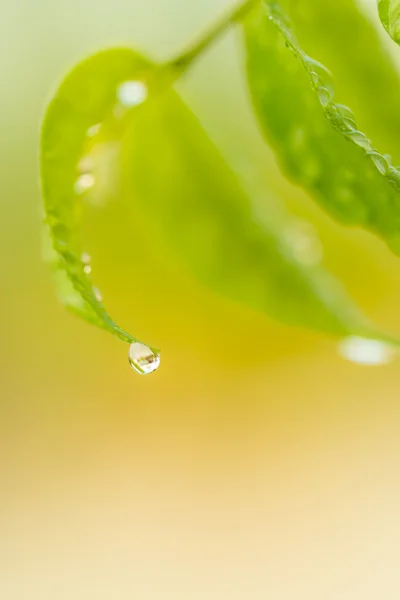 Grünes Blatt Mit Wassertropfen Und Kopieren Raum Nahaufnahme Makrofoto — Stockfoto