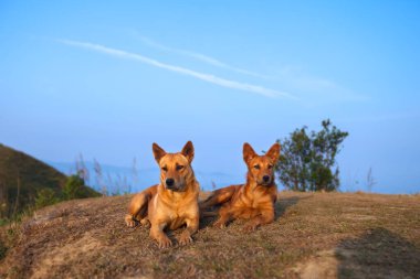 İki köpeğin portresi, dağda, gökyüzünde, arka planda kopya alanı ile birlikte..