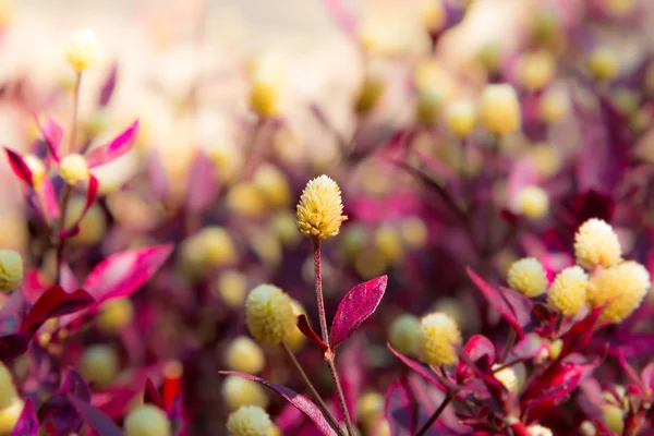 Küresel Amaranth