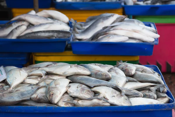 Pesce essiccato — Foto Stock