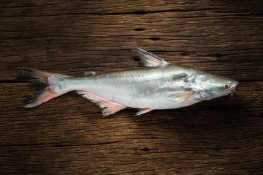 Pangasius conchophilus