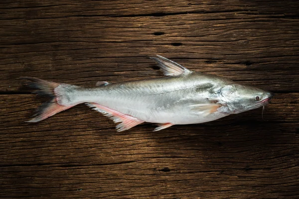 Pangasius conchophilus — Foto de Stock