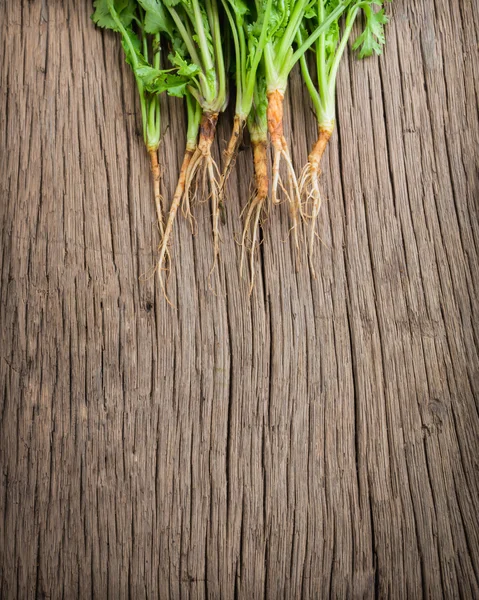 Coriander Roots — Stock Photo, Image