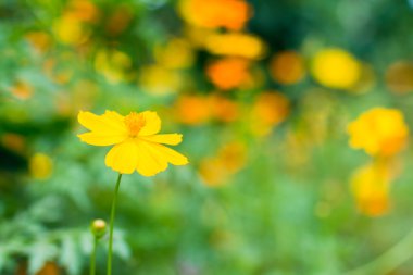 Cosmos çiçek