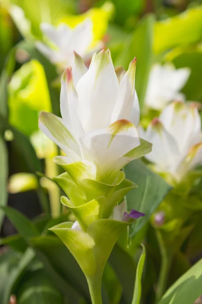 Tulipe siam — Photo