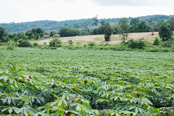 Plantação de mandioca em Chaiyaphum — Fotografia de Stock