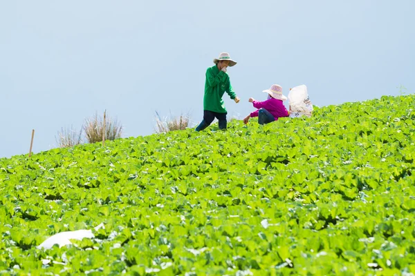 Produtos hortícolas dos agricultores — Fotografia de Stock