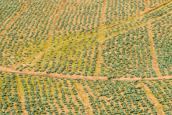 Légumes des agriculteurs — Photo