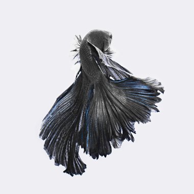 Güzel daha iyi balık