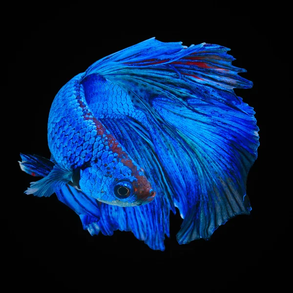 Betta vis, siamese vechtvis — Stockfoto