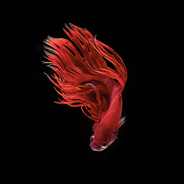 Betta fish, peixe de combate siamês — Fotografia de Stock