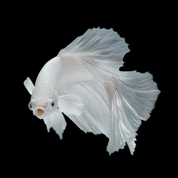 Betta fish, peixe de combate siamês — Fotografia de Stock