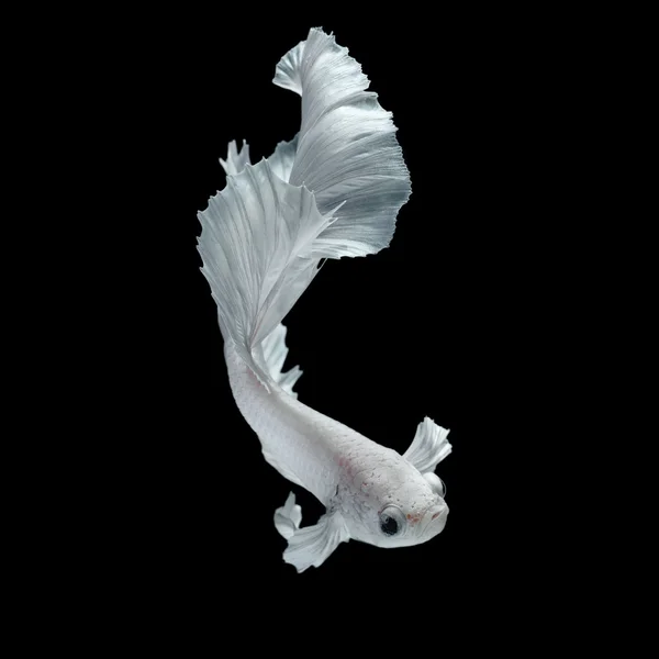 Betta fish, peixe de combate siamês — Fotografia de Stock