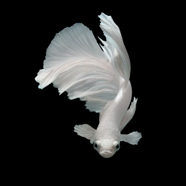 Риба Бетта, сиамська риба, що бореться — стокове фото
