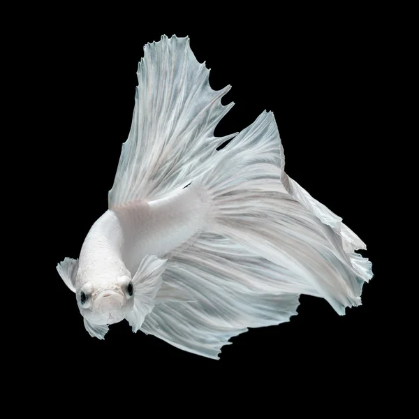 Betta fish, peixe de combate siamês — Fotografia de Stock