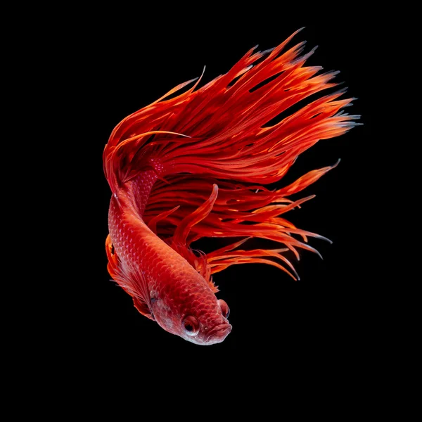 Betta fisk, siamesiska slåss fisk — Stockfoto