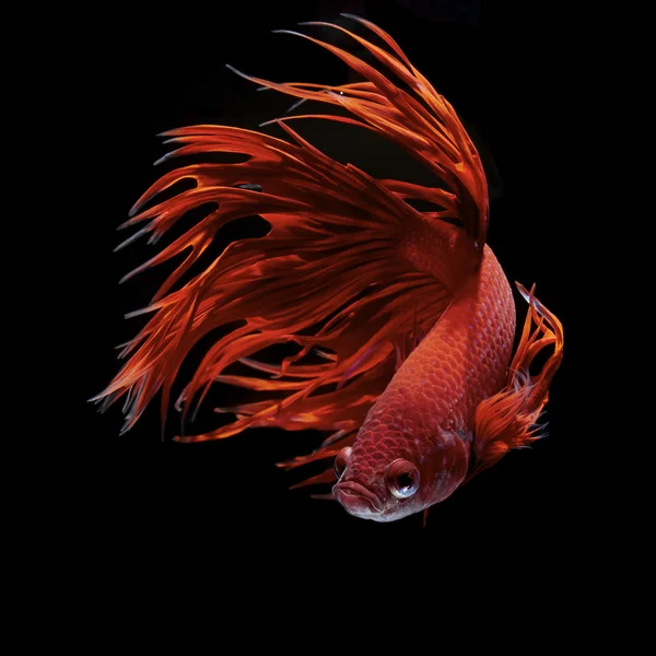 Betta fisk, siamesiska slåss fisk — Stockfoto